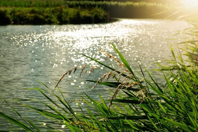 Lakeshore with trees, reeds and flowers on a summer day