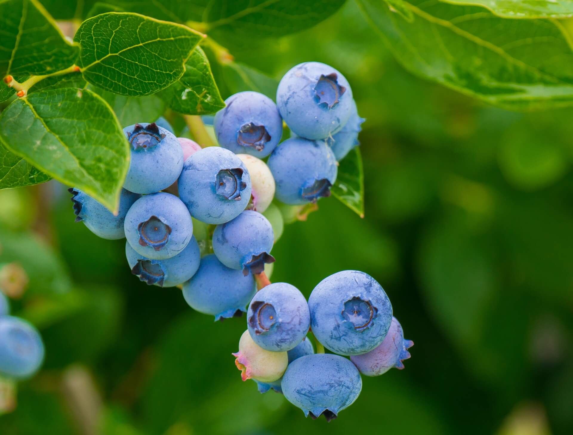 e-archive fresh blueberries